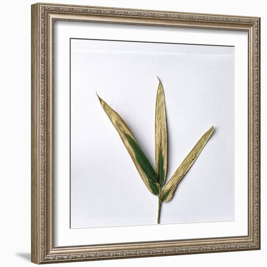 Decaying Leaf-Clive Nolan-Framed Photographic Print