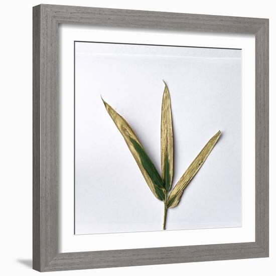 Decaying Leaf-Clive Nolan-Framed Photographic Print