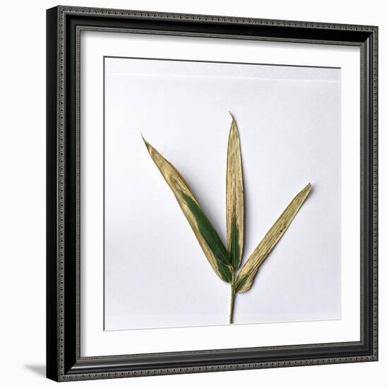 Decaying Leaf-Clive Nolan-Framed Photographic Print