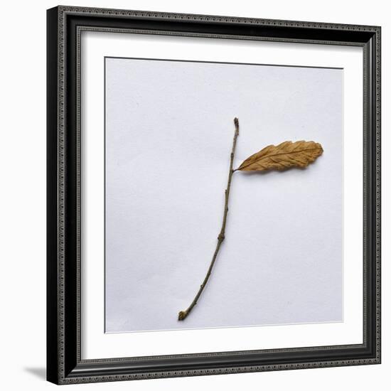 Decaying Leaf-Clive Nolan-Framed Photographic Print