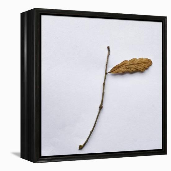 Decaying Leaf-Clive Nolan-Framed Premier Image Canvas