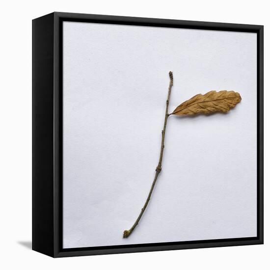 Decaying Leaf-Clive Nolan-Framed Premier Image Canvas