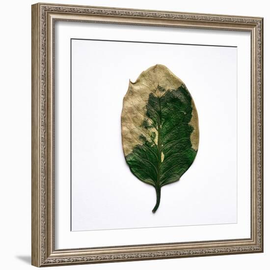 Decaying Leaf-Clive Nolan-Framed Photographic Print