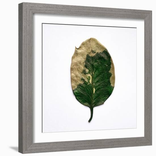 Decaying Leaf-Clive Nolan-Framed Photographic Print