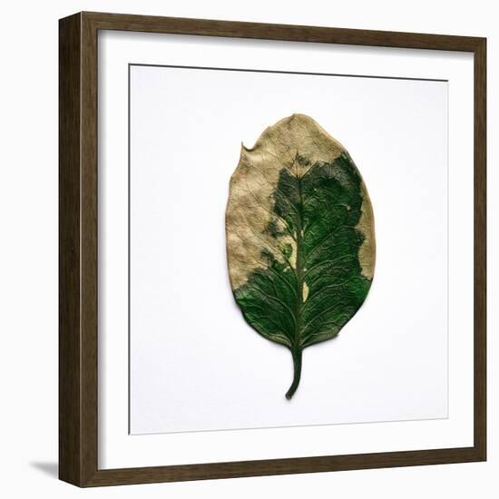 Decaying Leaf-Clive Nolan-Framed Photographic Print