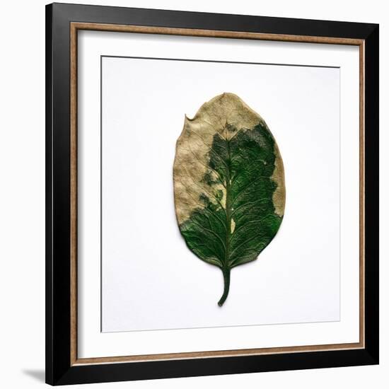 Decaying Leaf-Clive Nolan-Framed Photographic Print