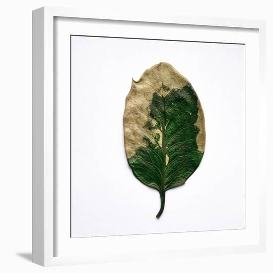 Decaying Leaf-Clive Nolan-Framed Photographic Print