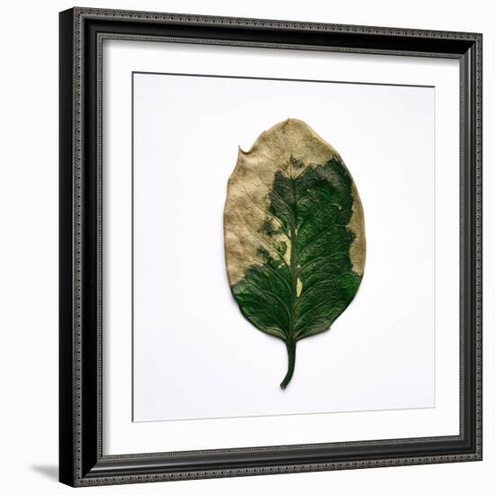 Decaying Leaf-Clive Nolan-Framed Photographic Print