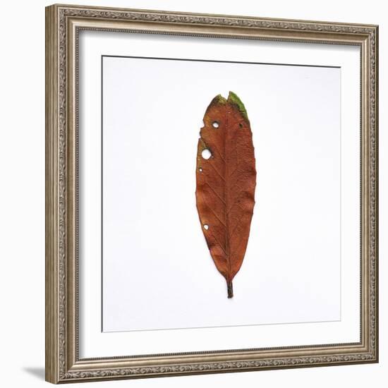 Decaying Leaf-Clive Nolan-Framed Photographic Print