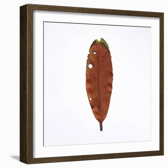 Decaying Leaf-Clive Nolan-Framed Photographic Print