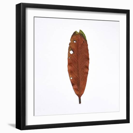 Decaying Leaf-Clive Nolan-Framed Photographic Print