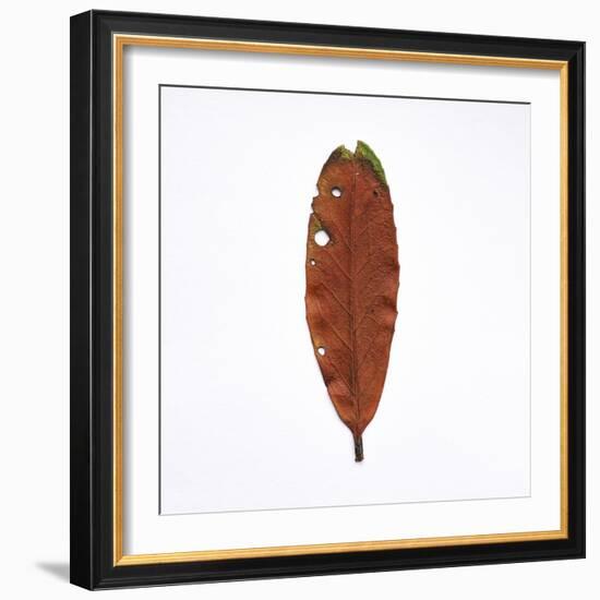 Decaying Leaf-Clive Nolan-Framed Photographic Print