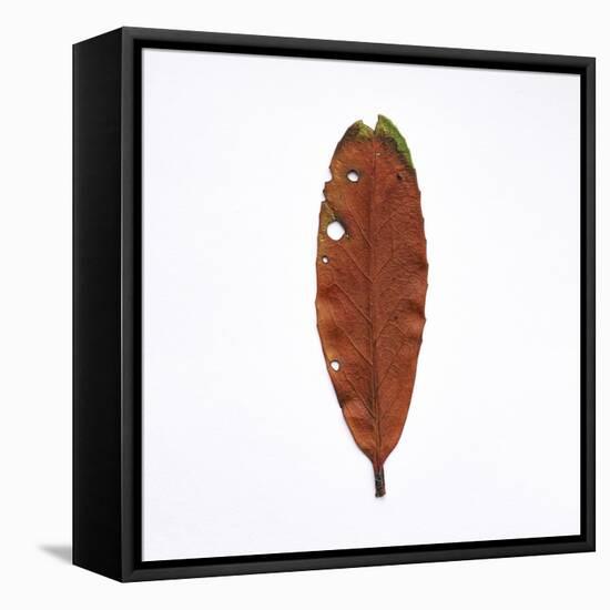 Decaying Leaf-Clive Nolan-Framed Premier Image Canvas