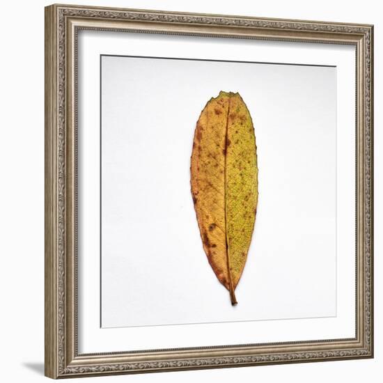 Decaying Leaf-Clive Nolan-Framed Photographic Print