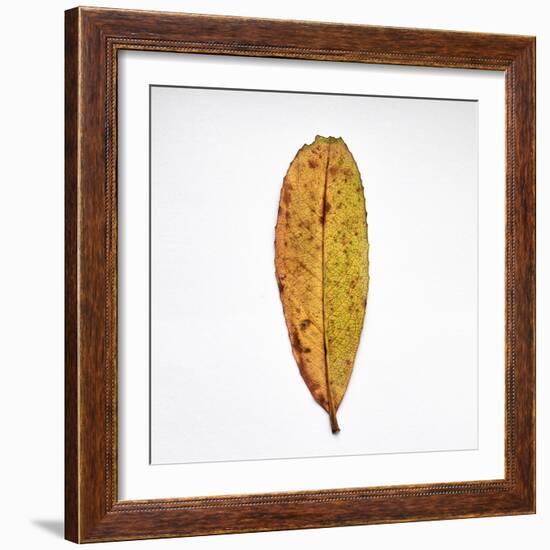 Decaying Leaf-Clive Nolan-Framed Photographic Print