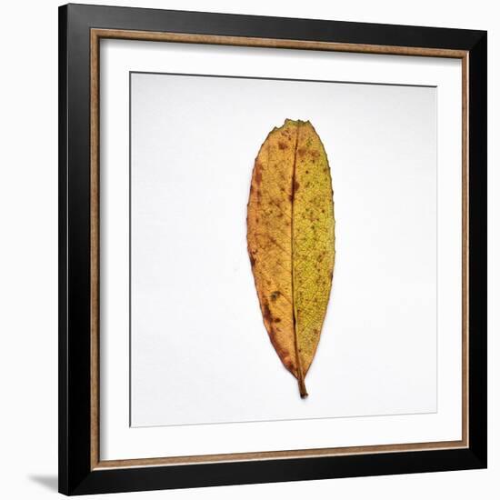 Decaying Leaf-Clive Nolan-Framed Photographic Print