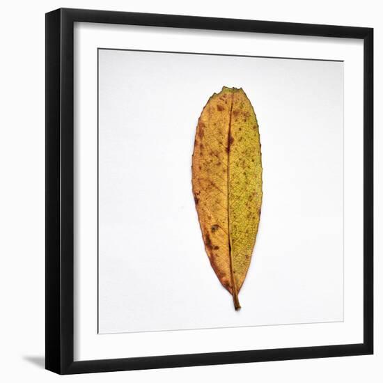 Decaying Leaf-Clive Nolan-Framed Photographic Print