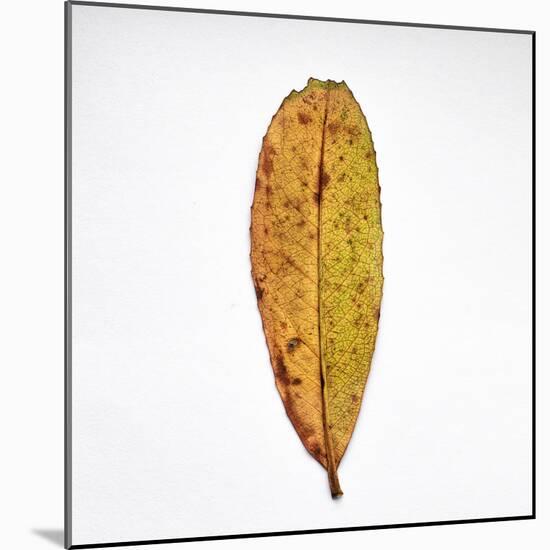 Decaying Leaf-Clive Nolan-Mounted Photographic Print