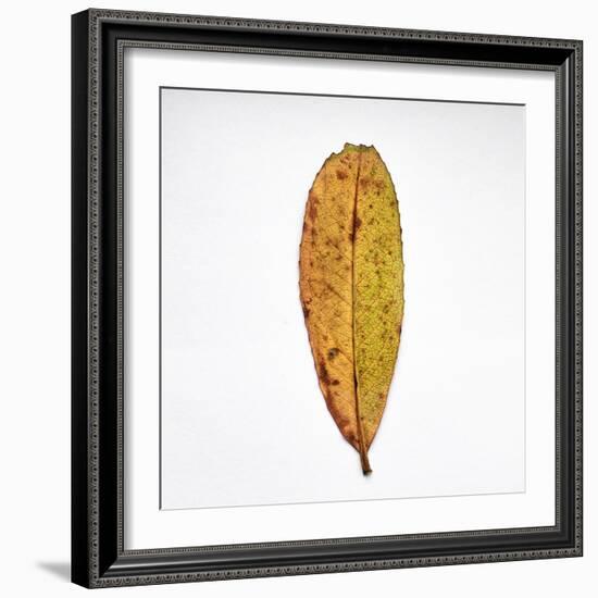 Decaying Leaf-Clive Nolan-Framed Photographic Print