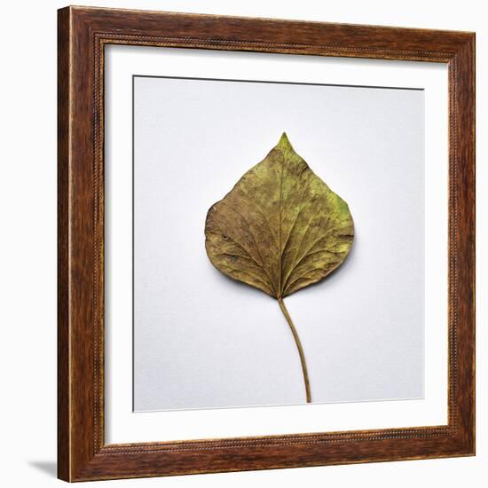 Decaying Leaf-Clive Nolan-Framed Photographic Print