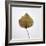 Decaying Leaf-Clive Nolan-Framed Photographic Print