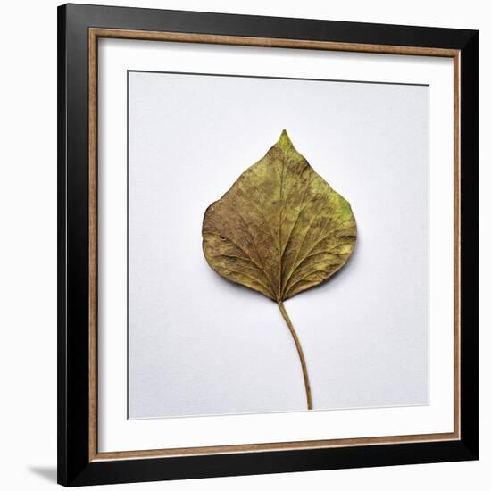 Decaying Leaf-Clive Nolan-Framed Photographic Print