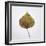 Decaying Leaf-Clive Nolan-Framed Photographic Print