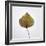 Decaying Leaf-Clive Nolan-Framed Photographic Print