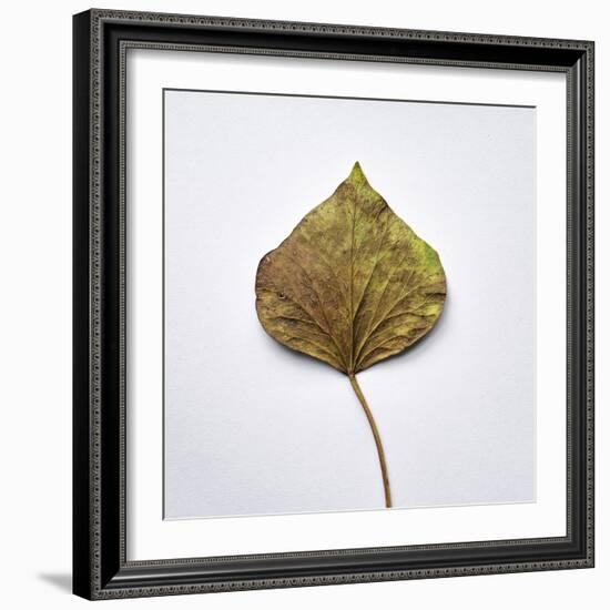 Decaying Leaf-Clive Nolan-Framed Photographic Print