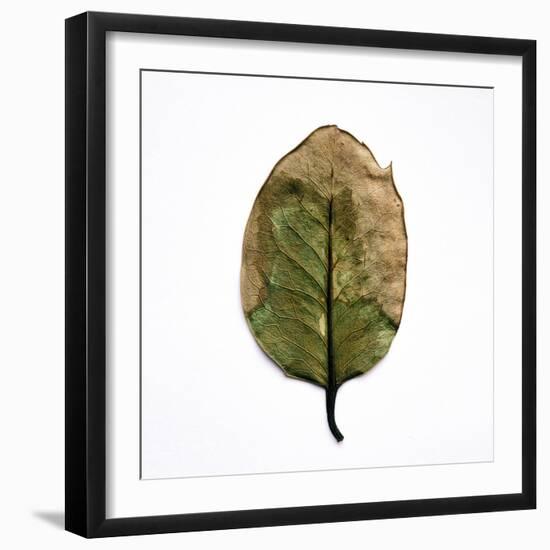 Decaying Leaf-Clive Nolan-Framed Photographic Print