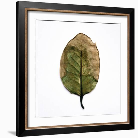 Decaying Leaf-Clive Nolan-Framed Photographic Print