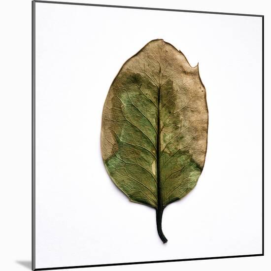 Decaying Leaf-Clive Nolan-Mounted Photographic Print