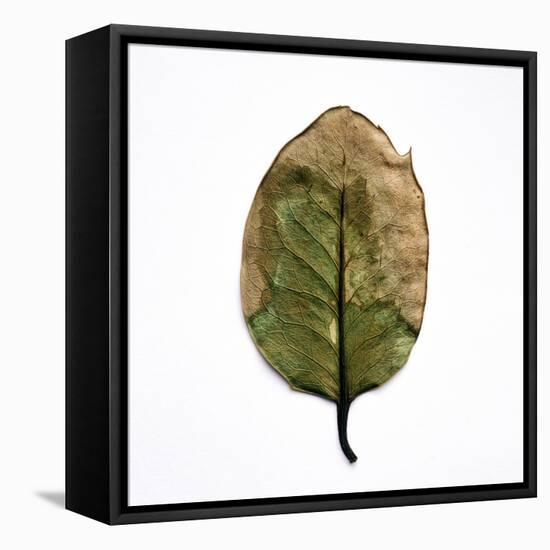 Decaying Leaf-Clive Nolan-Framed Premier Image Canvas