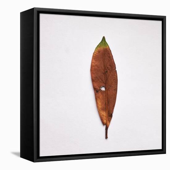 Decaying Leaf-Clive Nolan-Framed Premier Image Canvas
