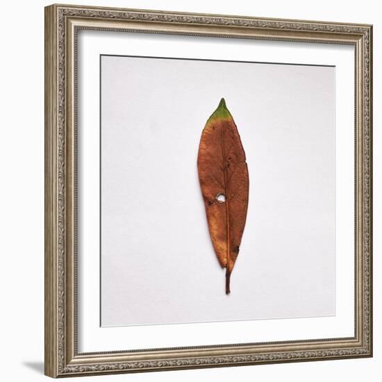 Decaying Leaf-Clive Nolan-Framed Photographic Print