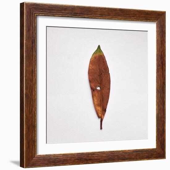 Decaying Leaf-Clive Nolan-Framed Photographic Print