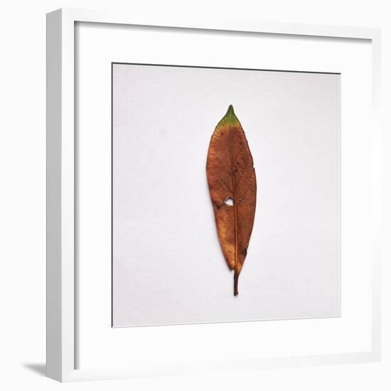 Decaying Leaf-Clive Nolan-Framed Photographic Print