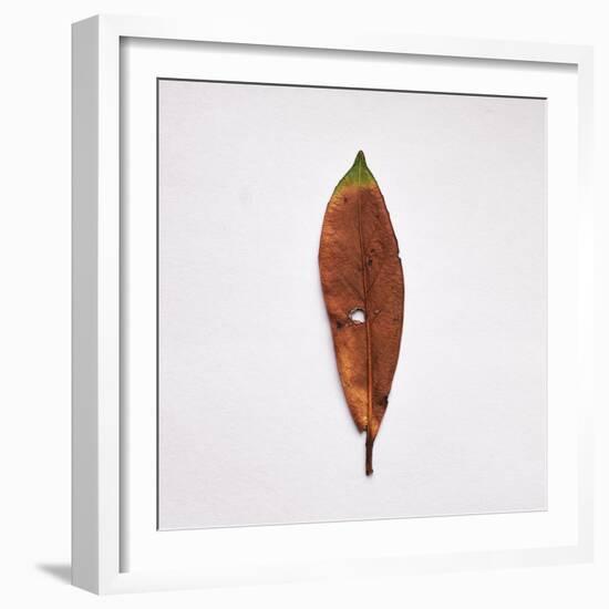 Decaying Leaf-Clive Nolan-Framed Photographic Print