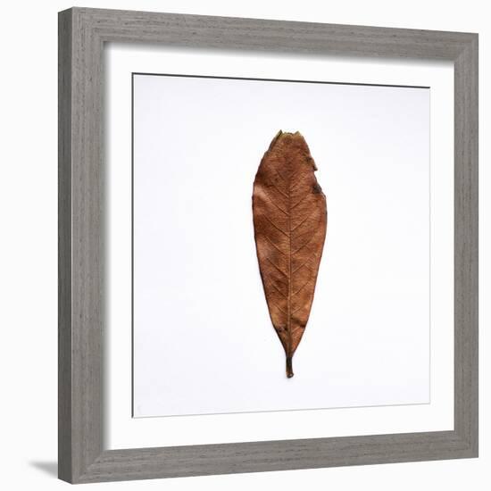 Decaying Leaf-Clive Nolan-Framed Photographic Print