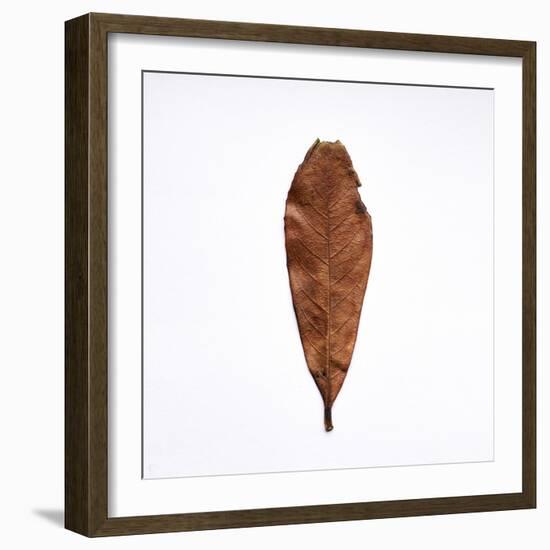 Decaying Leaf-Clive Nolan-Framed Photographic Print