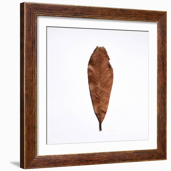 Decaying Leaf-Clive Nolan-Framed Photographic Print