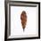 Decaying Leaf-Clive Nolan-Framed Photographic Print