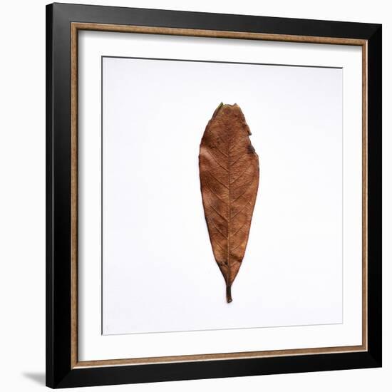 Decaying Leaf-Clive Nolan-Framed Photographic Print