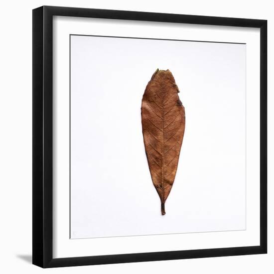 Decaying Leaf-Clive Nolan-Framed Photographic Print