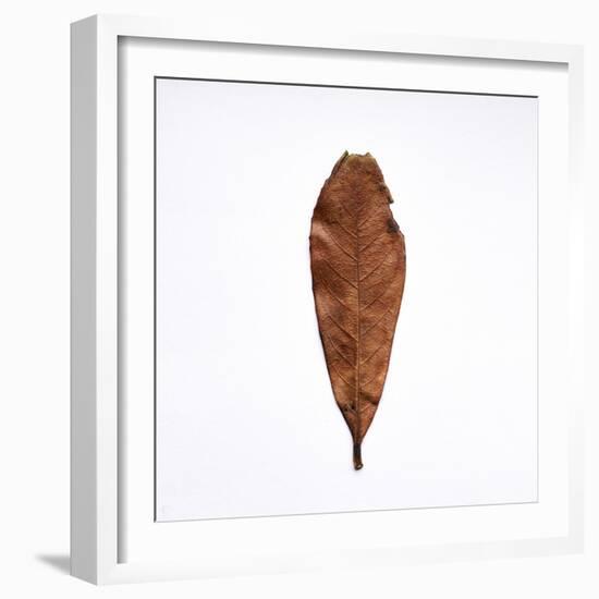 Decaying Leaf-Clive Nolan-Framed Photographic Print