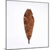 Decaying Leaf-Clive Nolan-Mounted Photographic Print