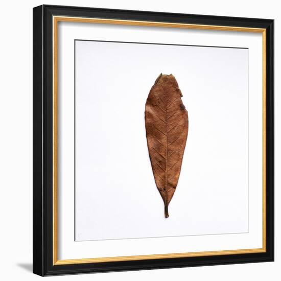 Decaying Leaf-Clive Nolan-Framed Photographic Print