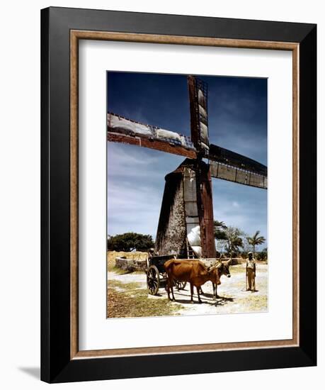 December 1946: a Herder with His Cattle Oxen in Front of an Old Windmill in Barbados-Eliot Elisofon-Framed Photographic Print