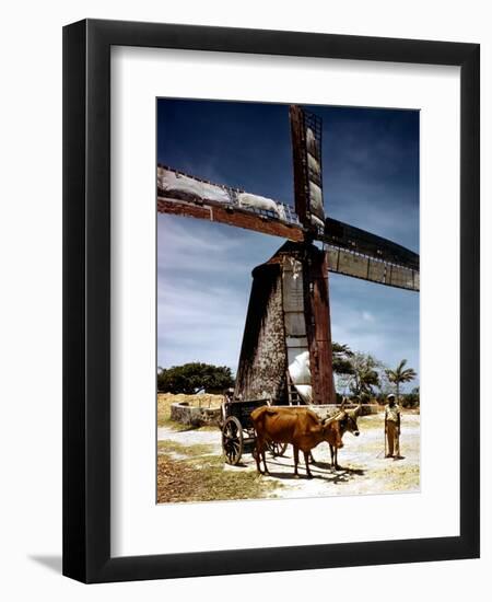 December 1946: a Herder with His Cattle Oxen in Front of an Old Windmill in Barbados-Eliot Elisofon-Framed Photographic Print