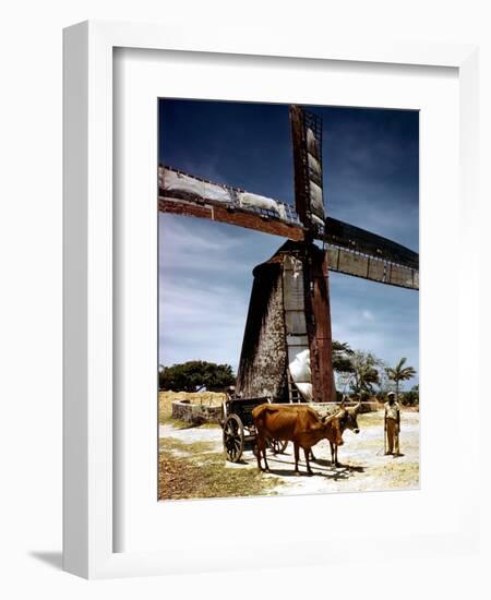 December 1946: a Herder with His Cattle Oxen in Front of an Old Windmill in Barbados-Eliot Elisofon-Framed Photographic Print